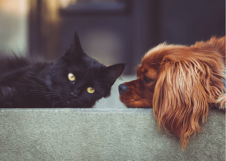 Cats vs Dogs: Which Pet is Right for&nbsp;You?